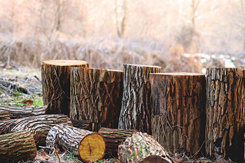 keller wood stump Tree-Services-Keller-TX-Chopped-Wood_1