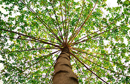 Keller Tree Top View Tree-Services-Keller-TX-green-nature_1