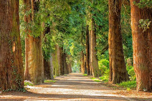 Keller Tree Experts Tree-Services-Keller-TX-trimming-experts_1